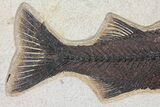 Fossil Fish (Mioplosus) From Inch Layer - Wyoming #107471-3